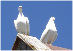 2 weisse Hochzeitstauben von Wolfgang Lampert aus Wutöschingen